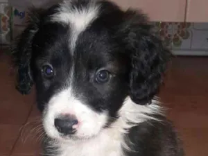 Cachorro raça SRD-ViraLata idade 2 a 6 meses nome Filhotes 2 meses