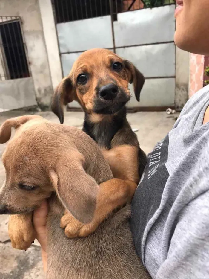 Cachorro ra a Não sei a raça idade 2 a 6 meses nome Fred