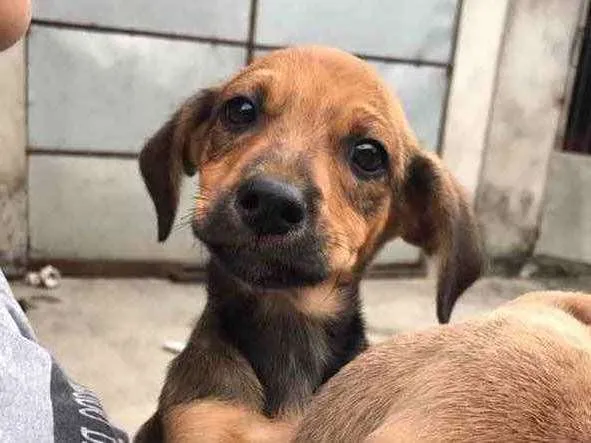 Cachorro ra a Não sei a raça idade 2 a 6 meses nome Fred