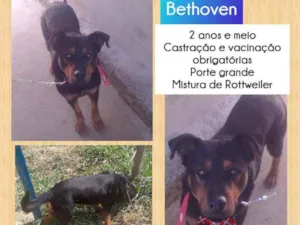 Cachorro raça Rottweiller  idade 2 anos nome Bethoven 