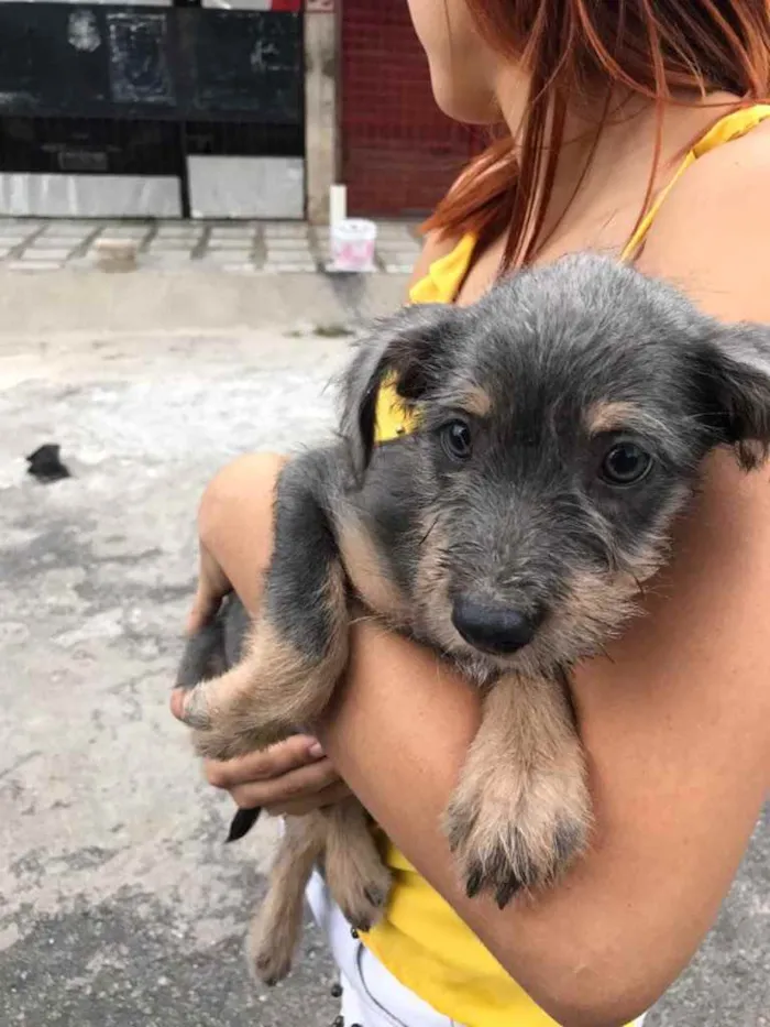 Cachorro ra a Não sei a raça idade 2 a 6 meses nome Lia e Manu