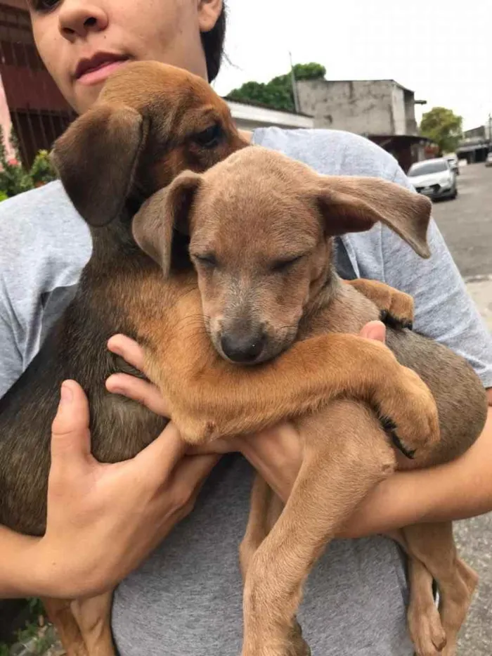 Cachorro ra a Não sei a raça idade 2 a 6 meses nome Lia e Manu