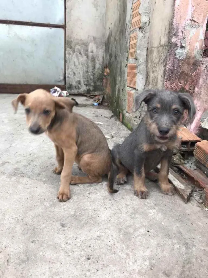 Cachorro ra a Não sei a raça idade 2 a 6 meses nome Lia e Manu