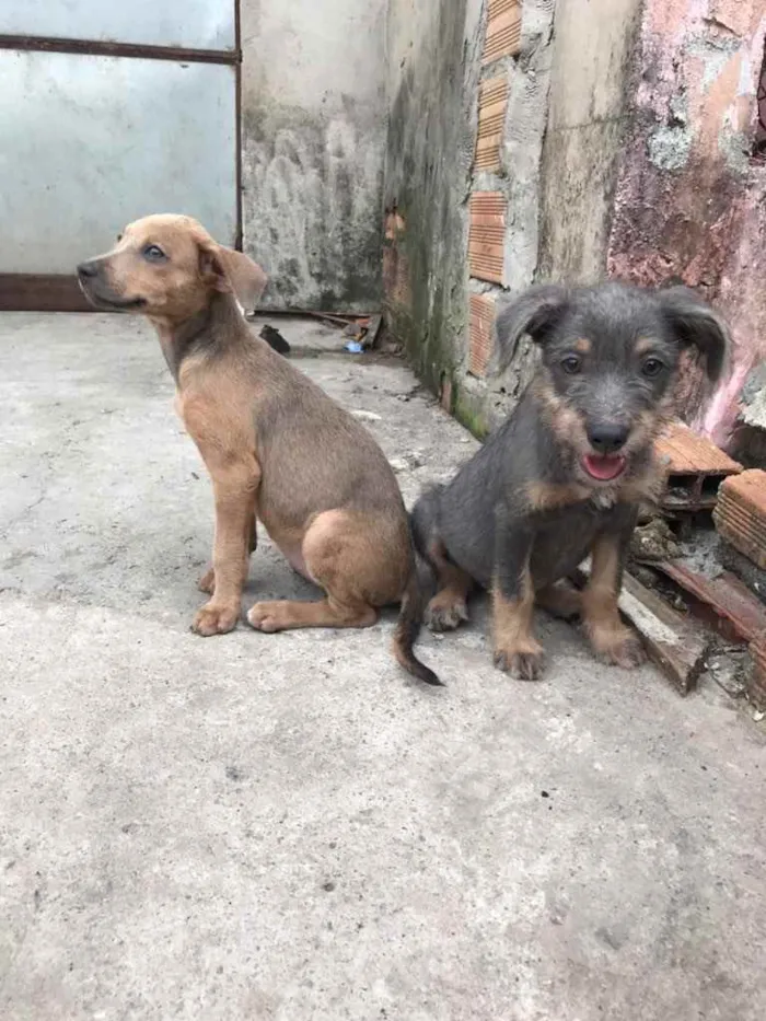 Cachorro ra a Não sei a raça idade 2 a 6 meses nome Lia e Manu