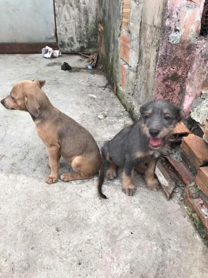 Cachorro ra a Não sei a raça idade 2 a 6 meses nome Lia e Manu