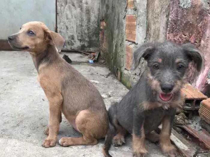 Cachorro ra a Não sei a raça idade 2 a 6 meses nome Lia e Manu