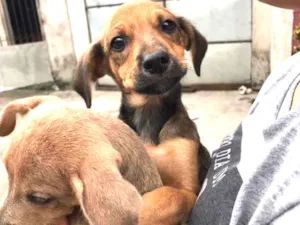 Cachorro raça Não sei a raça idade 2 a 6 meses nome Fred