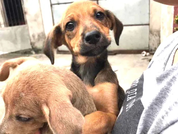 Cachorro ra a Não sei a raça idade 2 a 6 meses nome Fred