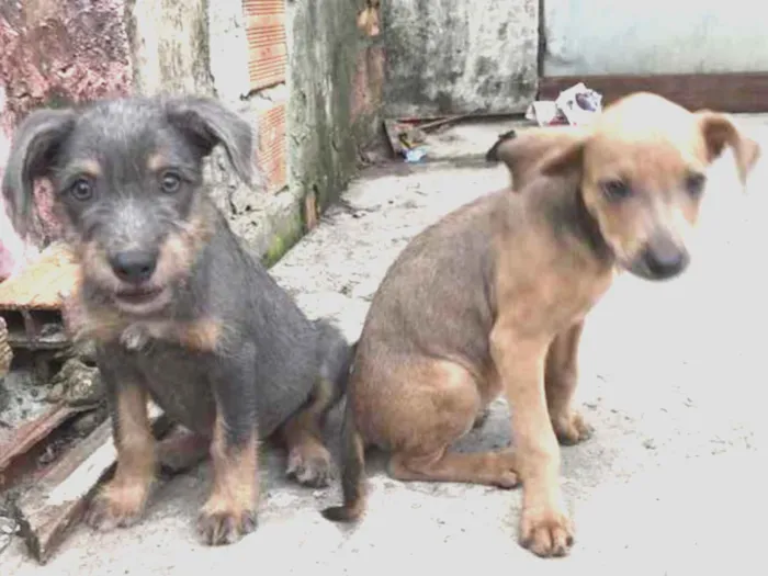 Cachorro ra a Não sei a raça idade 2 a 6 meses nome Lia e Manu