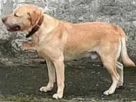Cachorro ra a  idade  nome Labrador