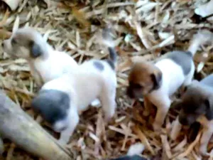 Cachorro raça Vira lata idade Abaixo de 2 meses nome Sao 9 cachorros