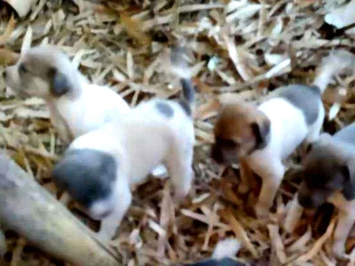 Cachorro ra a Vira lata idade Abaixo de 2 meses nome Sao 9 cachorros