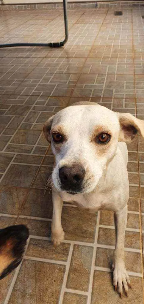 Cachorro ra a Mestiça  idade 2 anos nome Branquinha