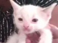 Bebês