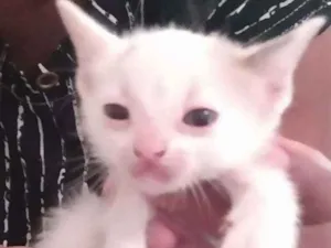 Gato raça SRD idade Abaixo de 2 meses nome Bebês