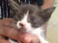 Bebês