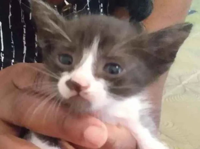Gato raça SRD idade Abaixo de 2 meses nome Bebês