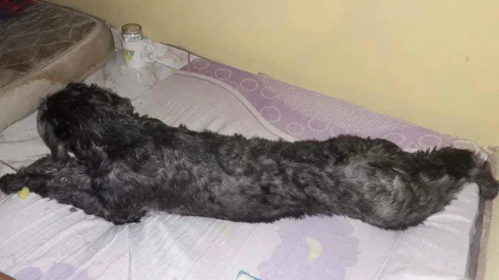 Cachorro ra a Achei na rua e não sei a raça  idade Abaixo de 2 meses nome Pretinha 