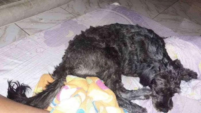 Cachorro ra a Achei na rua e não sei a raça  idade Abaixo de 2 meses nome Pretinha 