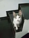 Mimoso