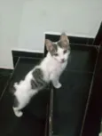 Mimoso
