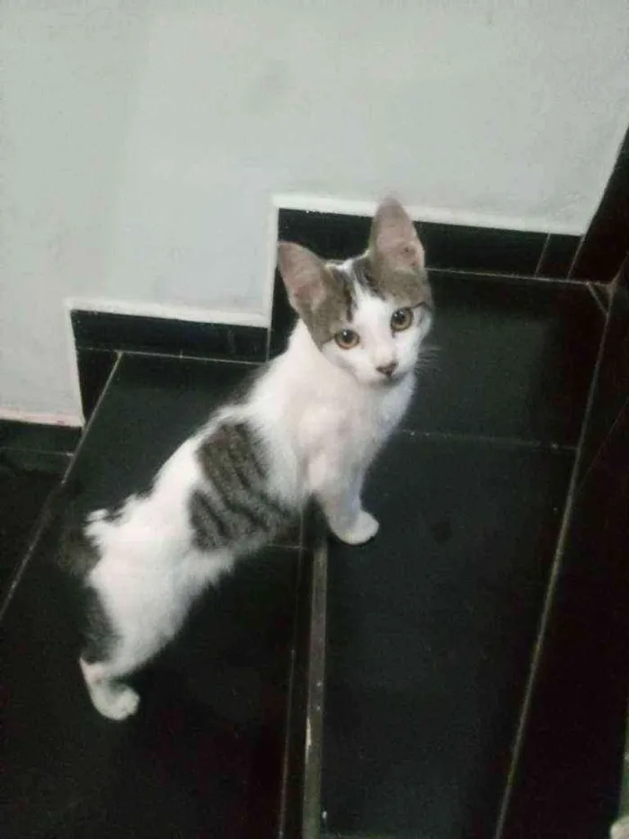 Gato ra a Branco com cinza idade 2 a 6 meses nome Mimoso