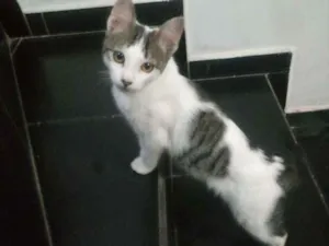 Gato raça Branco com cinza idade 2 a 6 meses nome Mimoso