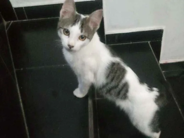 Gato ra a Branco com cinza idade 2 a 6 meses nome Mimoso