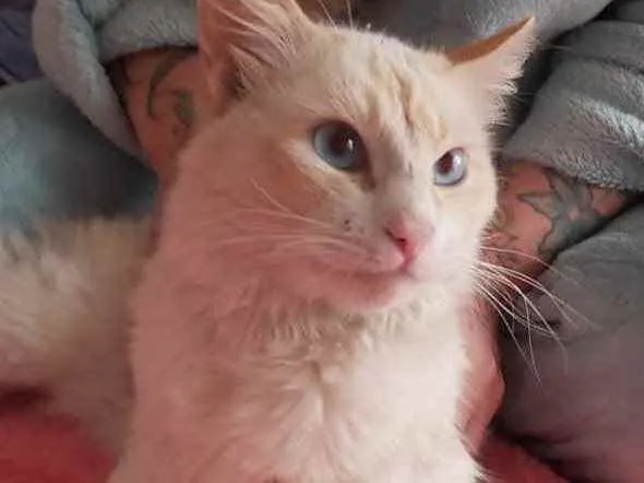 Gato ra a Srd idade 1 ano nome Aslan belíssimo
