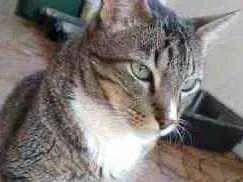 Gato ra a Srd  idade 2 anos nome Tigue lindo 