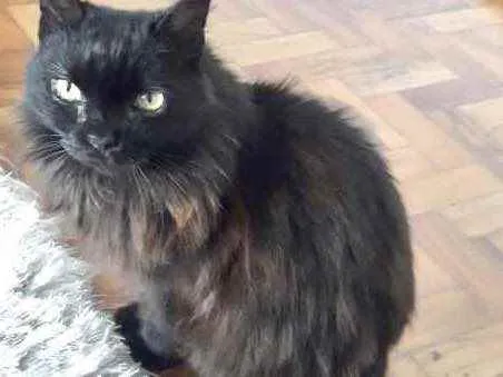 Gato ra a Srd idade 1 ano nome Maya belíssima