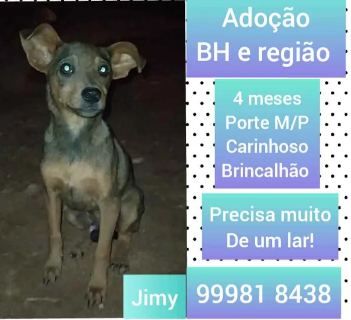 Cachorro raça SRD idade 2 a 6 meses nome Jimy