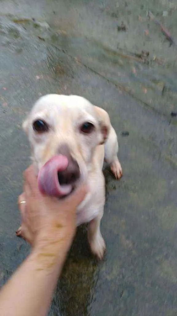 Cachorro ra a SRD idade 2 anos nome Branquinha