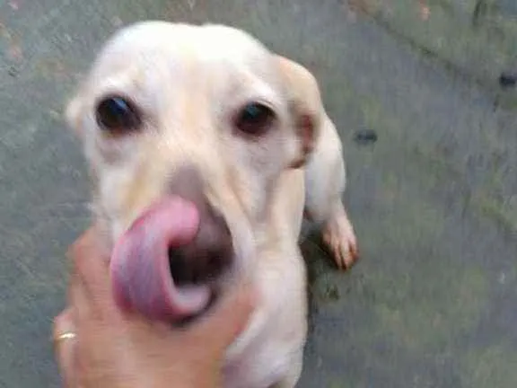 Cachorro ra a SRD idade 2 anos nome Branquinha