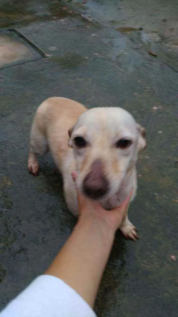 Cachorro ra a SRD idade 2 anos nome Branquinha