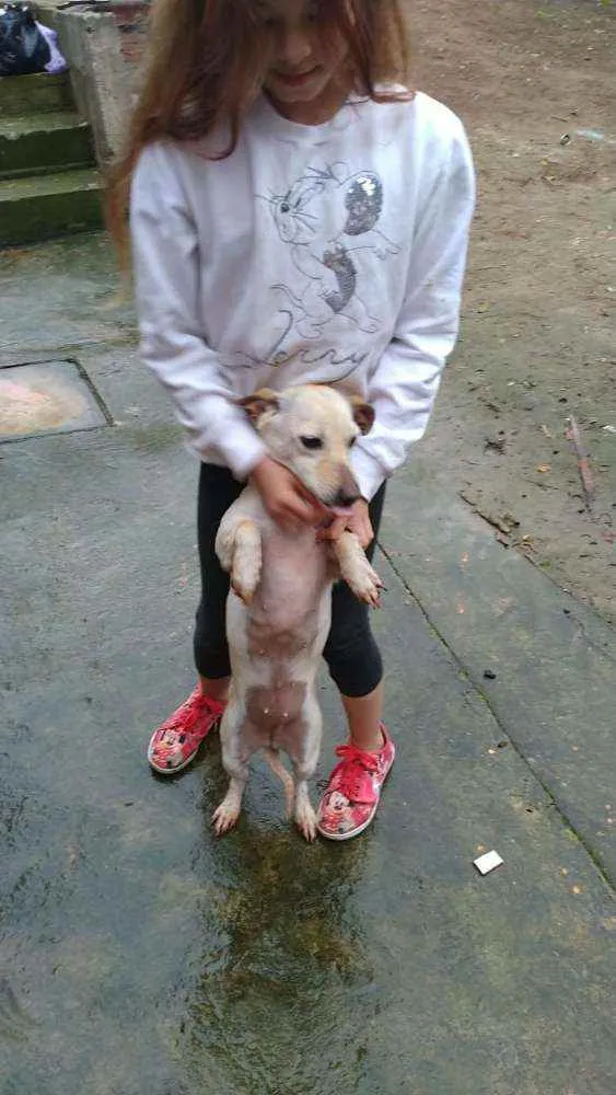 Cachorro ra a SRD idade 2 anos nome Branquinha