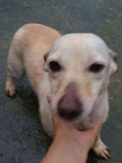 Cachorro ra a SRD idade 2 anos nome Branquinha