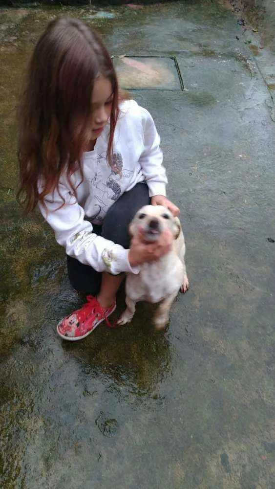 Cachorro ra a SRD idade 2 anos nome Branquinha