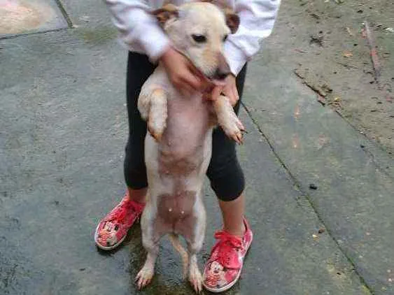Cachorro ra a SRD idade 2 anos nome Branquinha