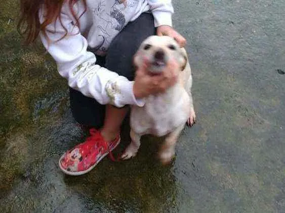 Cachorro ra a SRD idade 2 anos nome Branquinha