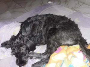 Cachorro raça Achei na rua e não sei a raça  idade Abaixo de 2 meses nome Pretinha 