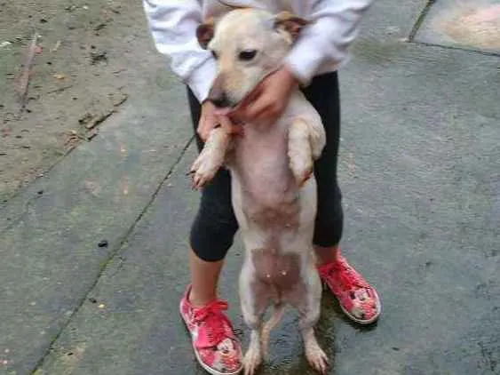 Cachorro ra a SRD idade 2 anos nome Branquinha