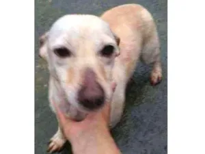 Cachorro raça SRD idade 2 anos nome Branquinha