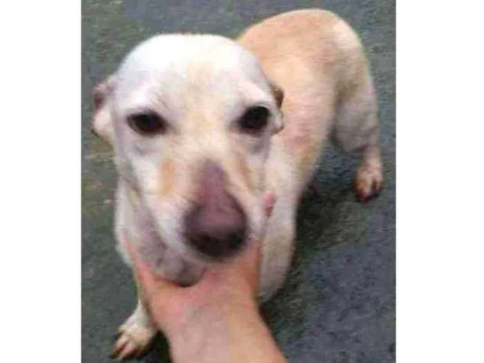 Cachorro ra a SRD idade 2 anos nome Branquinha