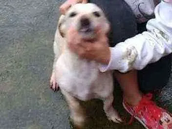 Cachorro ra a SRD idade 2 anos nome Branquinha