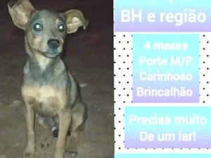 Cachorro raça SRD idade 2 a 6 meses nome Jimy