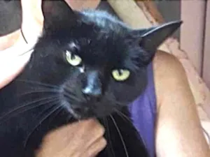 Gato raça Srd idade 1 ano nome Orfeu lindo bonzinho