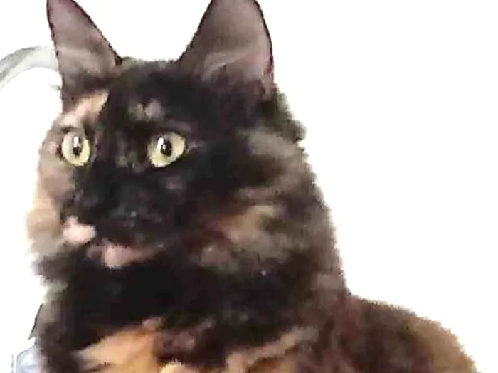 Gato ra a Srd idade 2 anos nome Menina belíssima