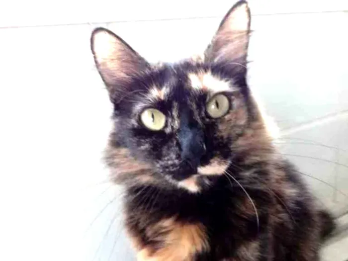 Gato ra a Srd idade 2 anos nome Menina belíssima