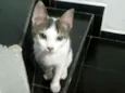 Mimoso